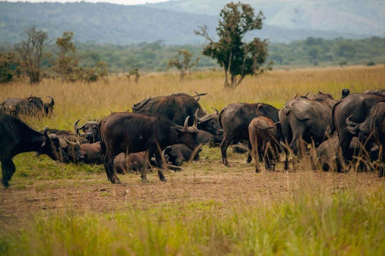 Akagera National Park Safari