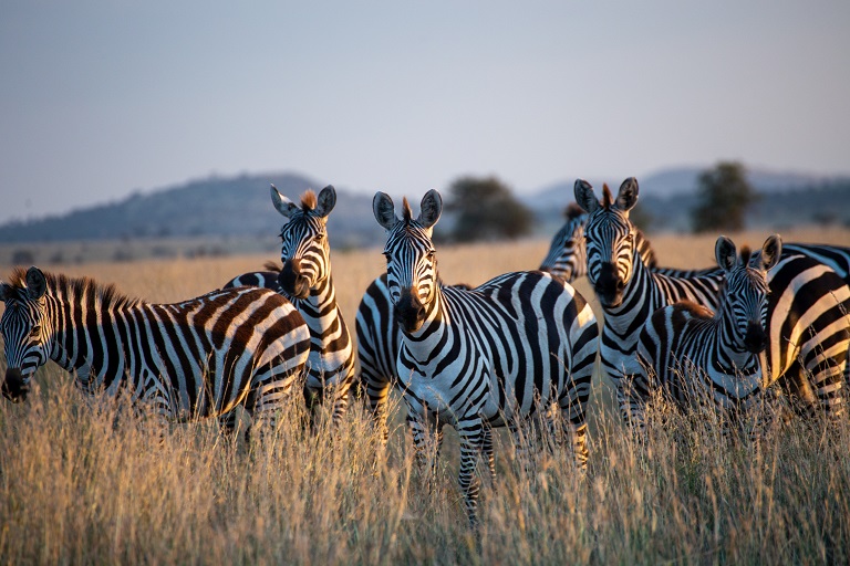 Amboseli Elephant Safari