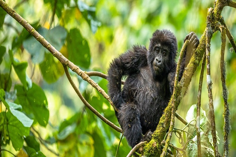 Bwindi Gorilla Trekking