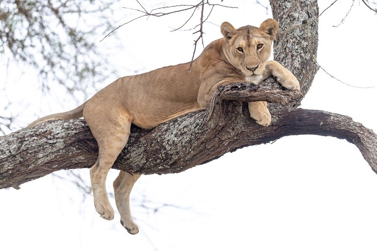 Manyara National Park Safari