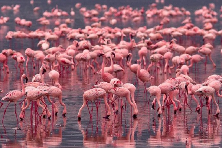 Lake Nakuru Flamingo Safari