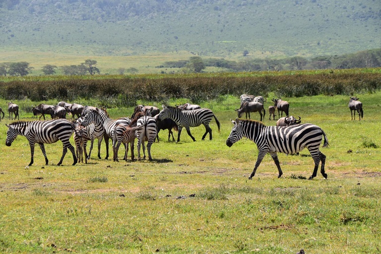 Masai Mara Wildlife Safari