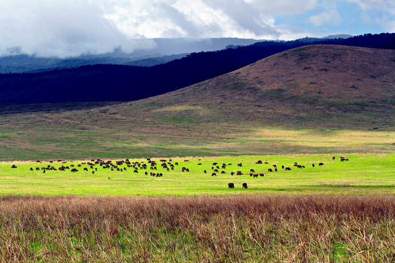 Ngorongoro Crater Safari