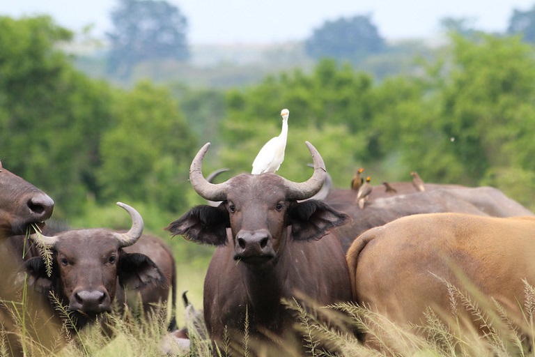 Queen Elizabeth National Park Safari