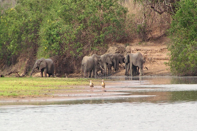 Selous Game Reserve Safari