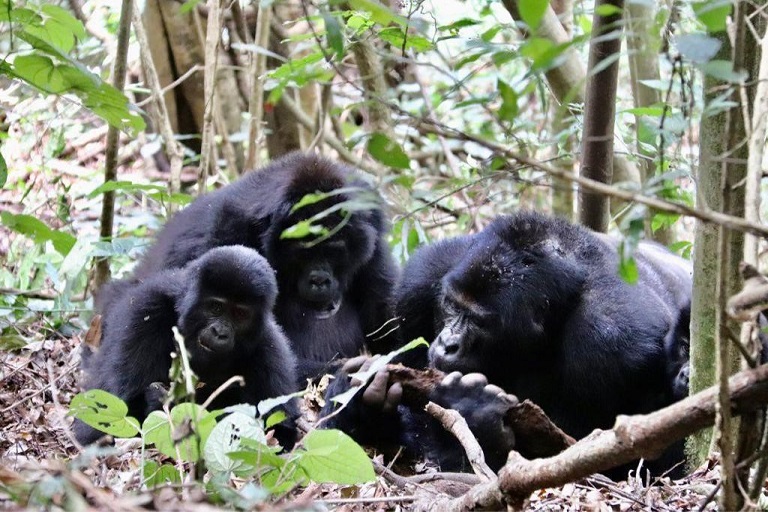 Volcanoes National Park Gorilla Trek