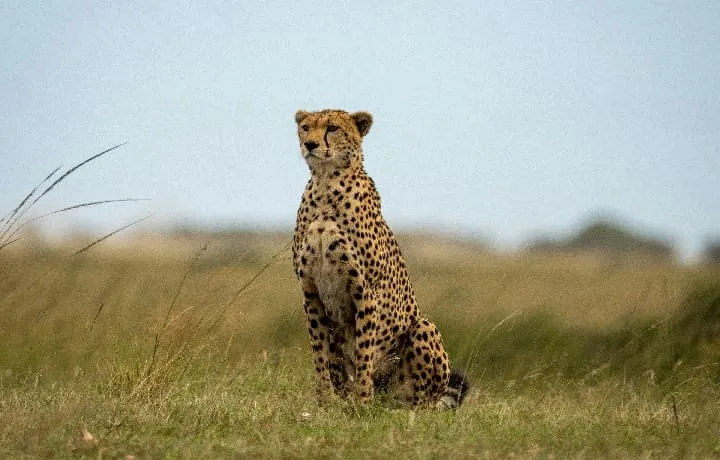 World's best wildlife tours